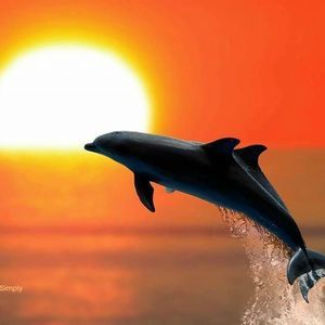 Meet your Posher, Joyce